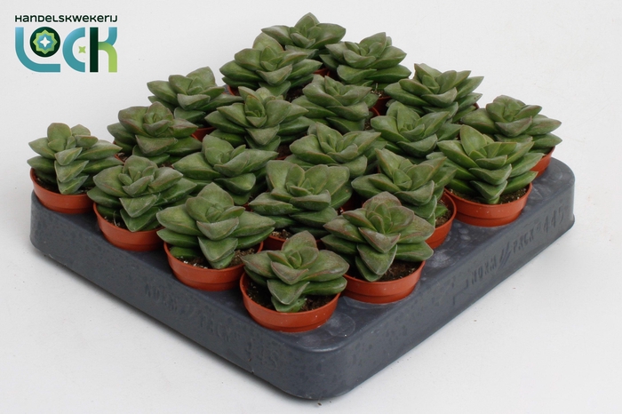 <h4>Crassula Spring Time</h4>