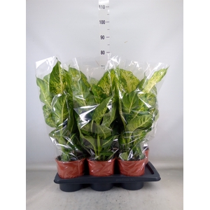 Dieffenbachia  'Mars'