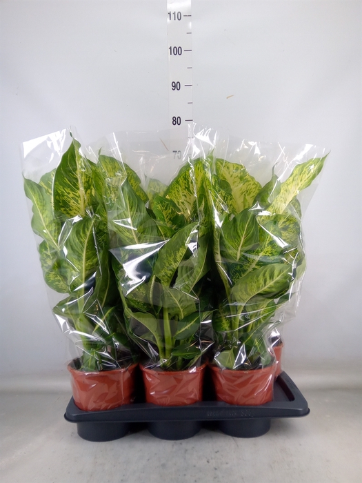 <h4>Dieffenbachia  'Mars'</h4>