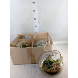 Arr.   Kamerplant Groen L%