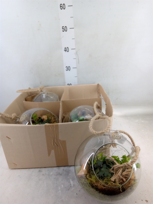 <h4>Arr.   Kamerplant Groen L%</h4>