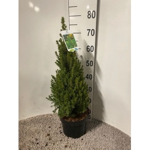 PICEA GL PERFECTA