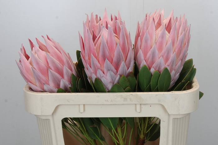 Protea Cynaroides Grande