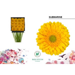 Gerbera Submarine Diamond per kaart