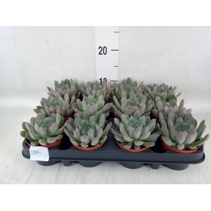Echeveria pulidonis