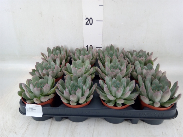 <h4>Echeveria pulidonis</h4>