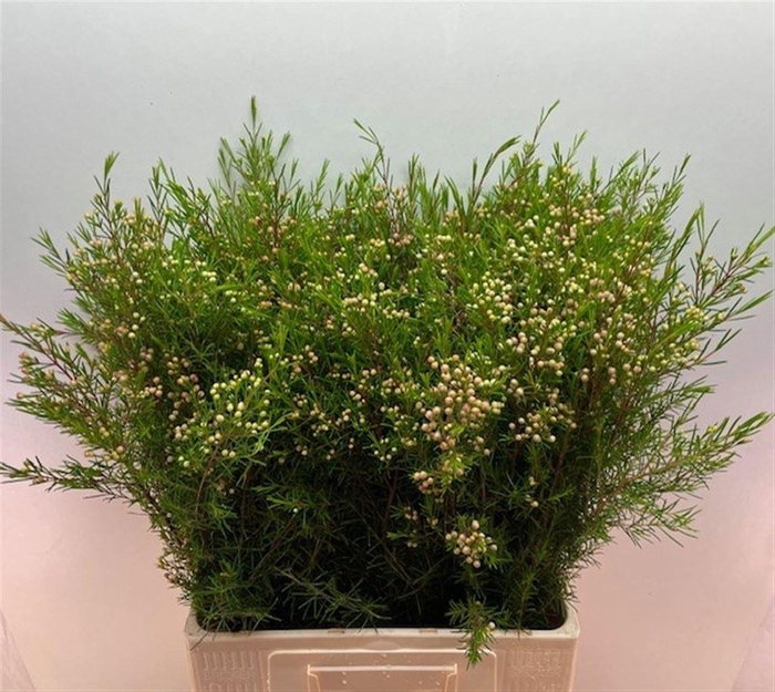 <h4>CHAME UN UMBRELLA</h4>