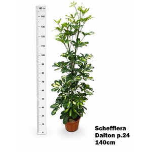SCHEF AR DALTON