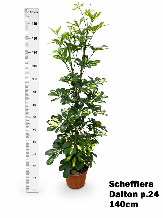 <h4>SCHEF AR DALTON</h4>