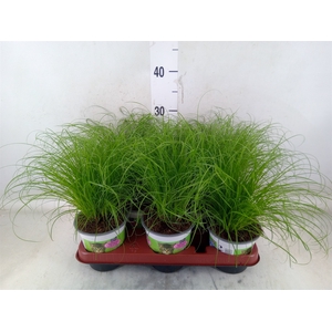 Cyperus alternifolius 'Zumula'