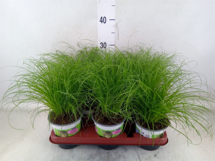 <h4>Cyperus alternifolius 'Zumula'</h4>