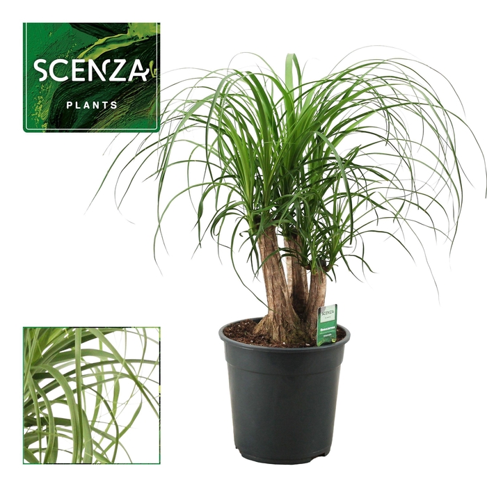 <h4>Beaucarnea vertakt 24 cm (Scenza)</h4>