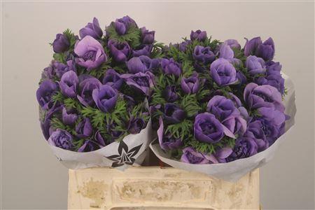 Anemone Levante Azzur