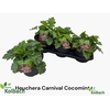 arr8 Heuch Carnival Cocomint