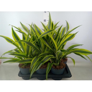 Dracaena fr de 'LemonLime'