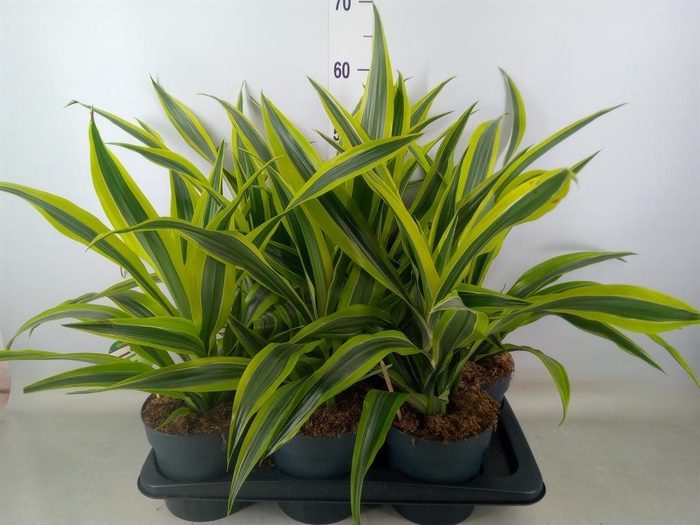 <h4>Dracaena fr de 'LemonLime'</h4>
