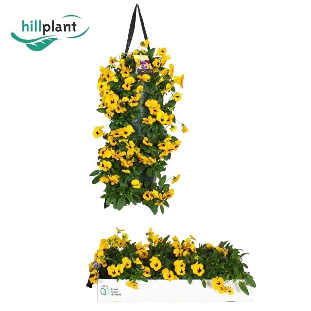 <h4>VIO CO EM YELLOW</h4>