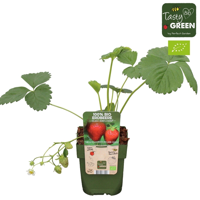 <h4>Fragaria x ananassa 'Korona' Bio P13</h4>
