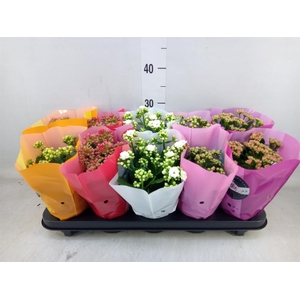 Kalanchoe blos. 'Perfecta'  ..mix 5