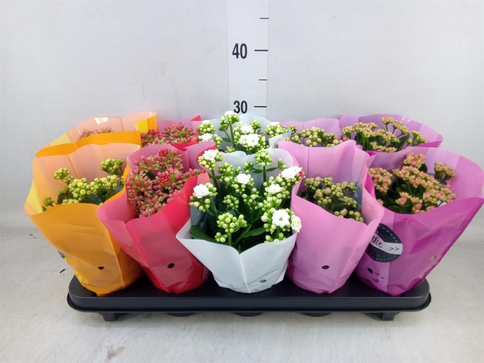 <h4>Kalanchoe blos. 'Perfecta'  ..mix 5</h4>