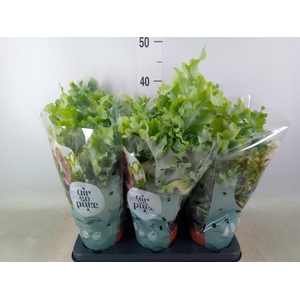 Phlebodium aureum 'Davana'