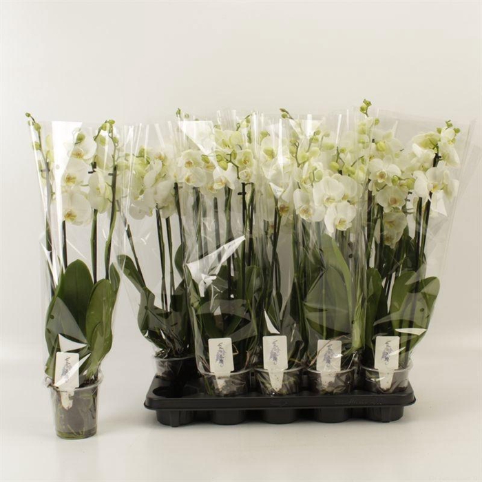 <h4>PHAL OV WIT</h4>