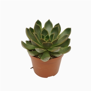 Echeveria mira 8,5 cm