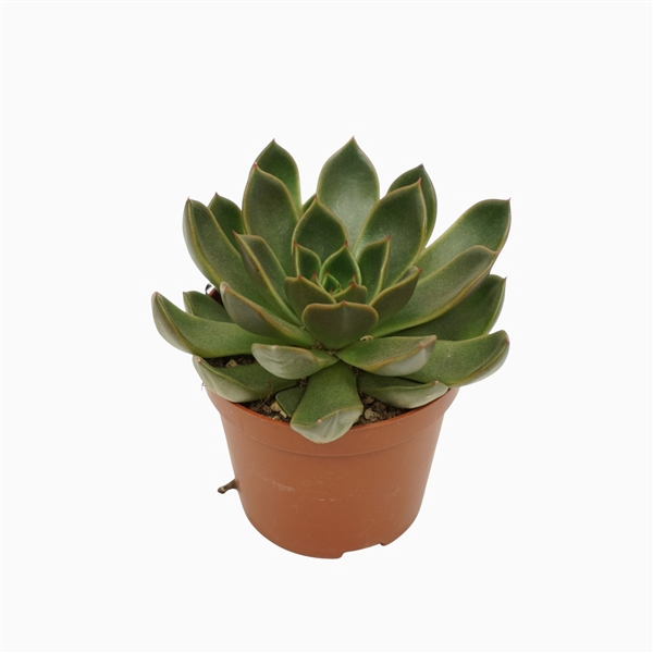 <h4>Echeveria mira 8,5 cm</h4>