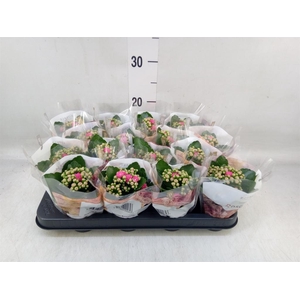 Kalanchoe blos. 'RosDon Nando'