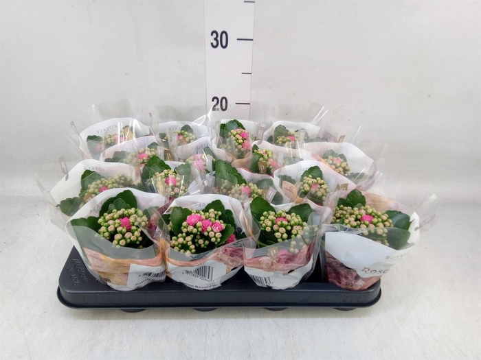 <h4>Kalanchoe blos. 'RosDon Nando'</h4>