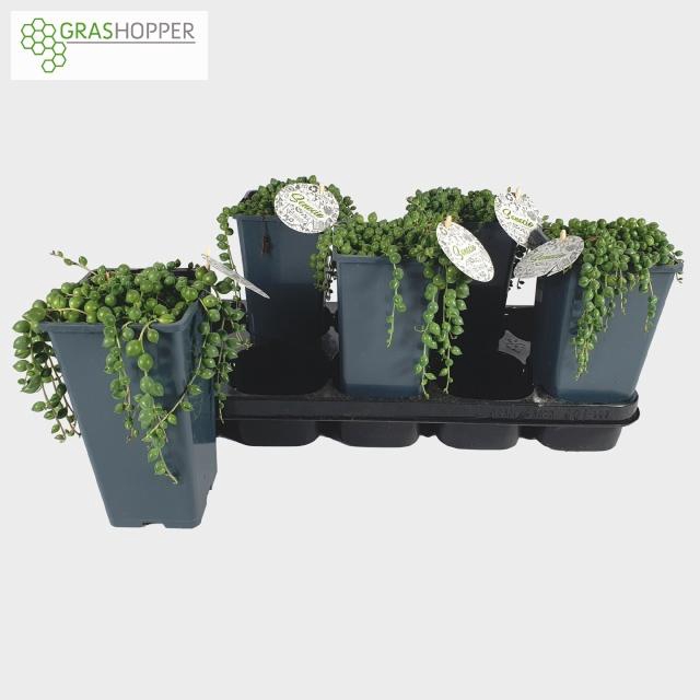 <h4>SENEC ROWLEYANUS</h4>