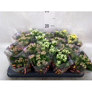 Kalanchoe blos.   ..rosebud mix  5