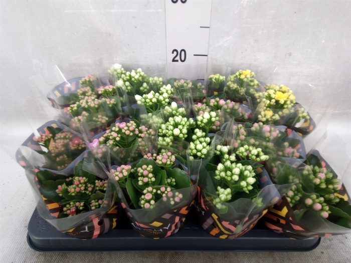 Kalanchoe blos.   ..rosebud mix  5