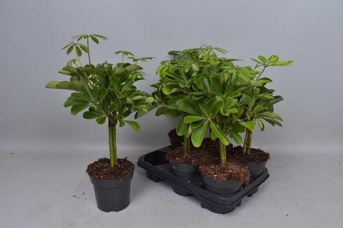 <h4>SCHEF AR OV</h4>