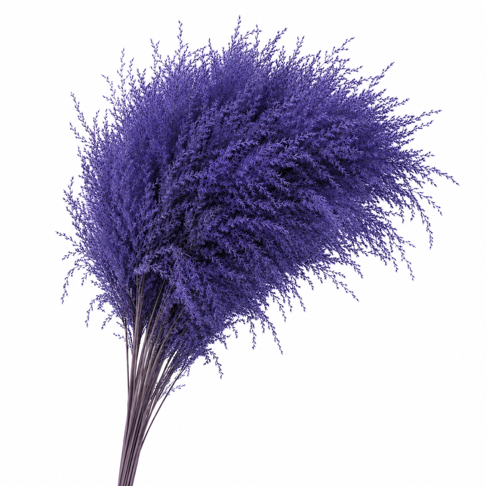 Dried Stipa Feather Milka
