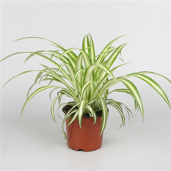 <h4>Chlorophytum comosum Variegatum</h4>