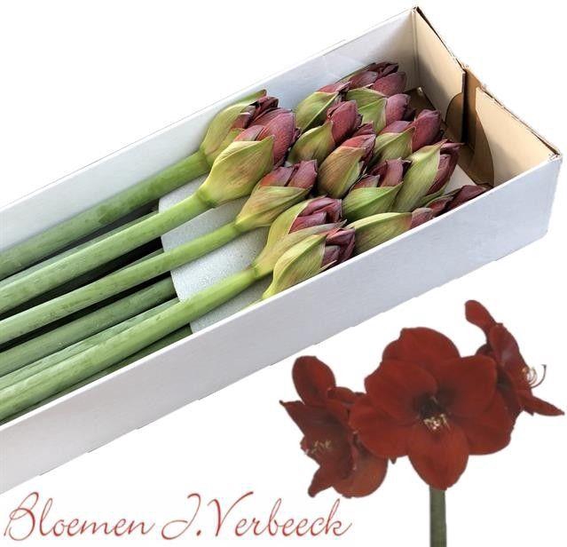 <h4>HIPP GA ROMA</h4>