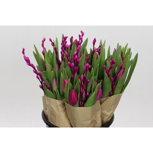BQ Tulp Salix Cerise