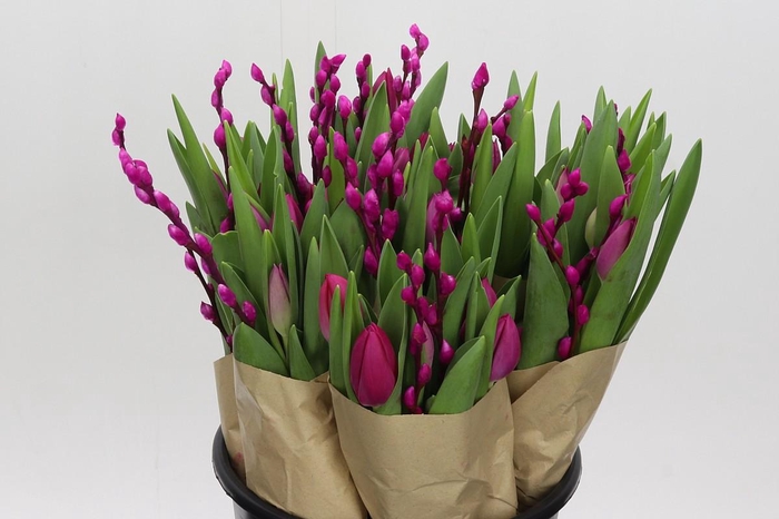 BQ Tulp Salix Cerise