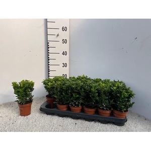 EUONYMUS JA GR SPIRE
