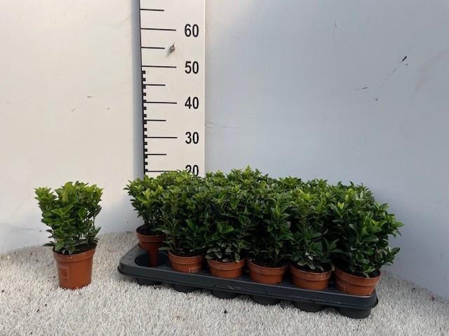 <h4>EUONYMUS JA GR SPIRE</h4>