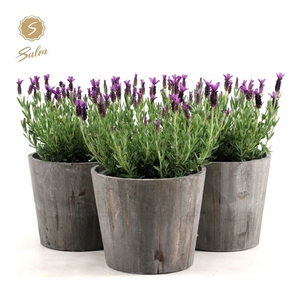 Lavandula st. 'Anouk'® Collection P19 in Wood