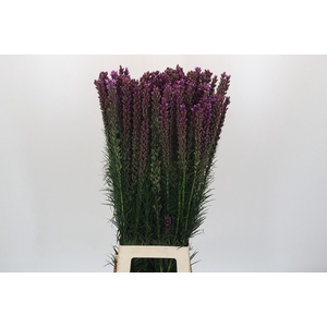 Liatris Callilepis