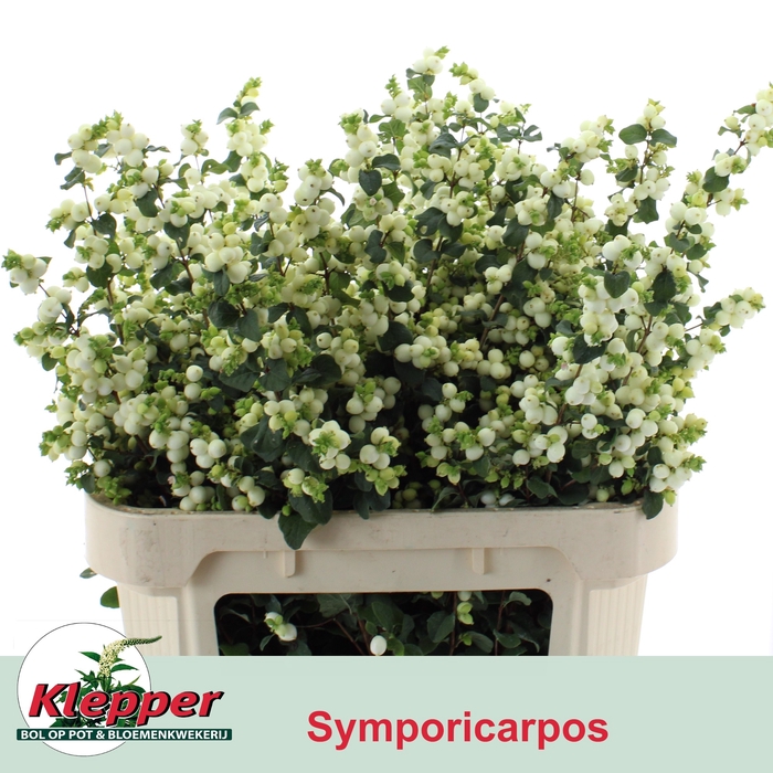 SYMPHO MAG LEMO LIME