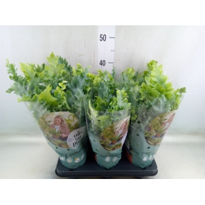 Phlebodium aureum 'Davana'