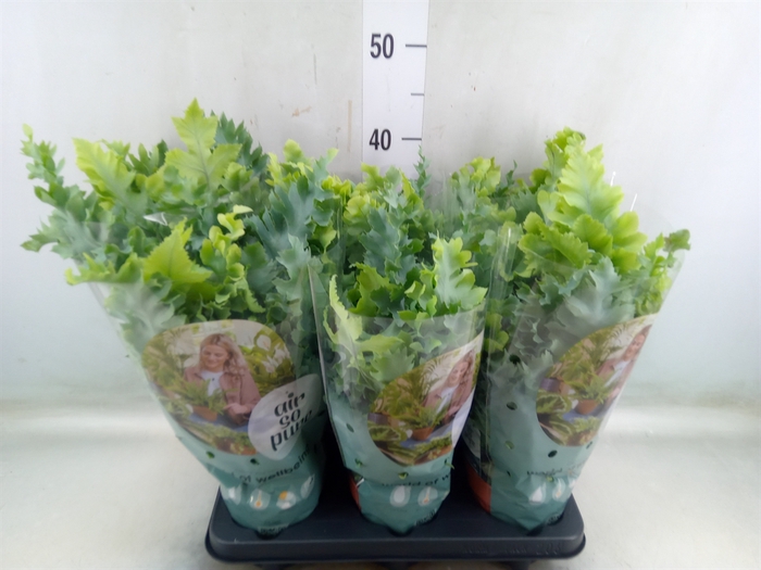<h4>Phlebodium aureum 'Davana'</h4>