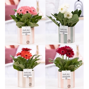 Gerbera belicht 2+ in Pure Eline keramiek