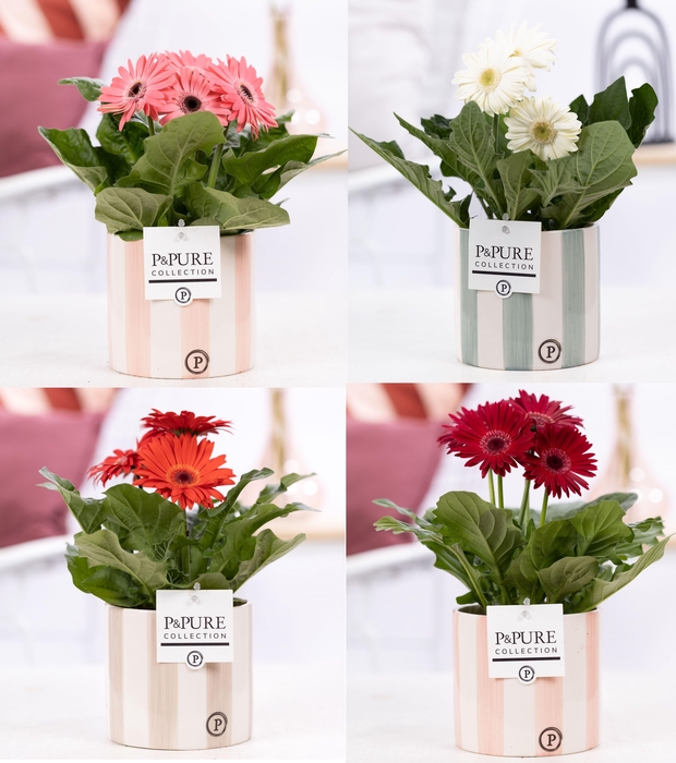 <h4>Gerbera belicht 2+ in Pure Eline keramiek</h4>