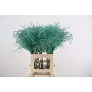 DF Miscanthus 70cm Aqua