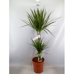 Dracaena marg.